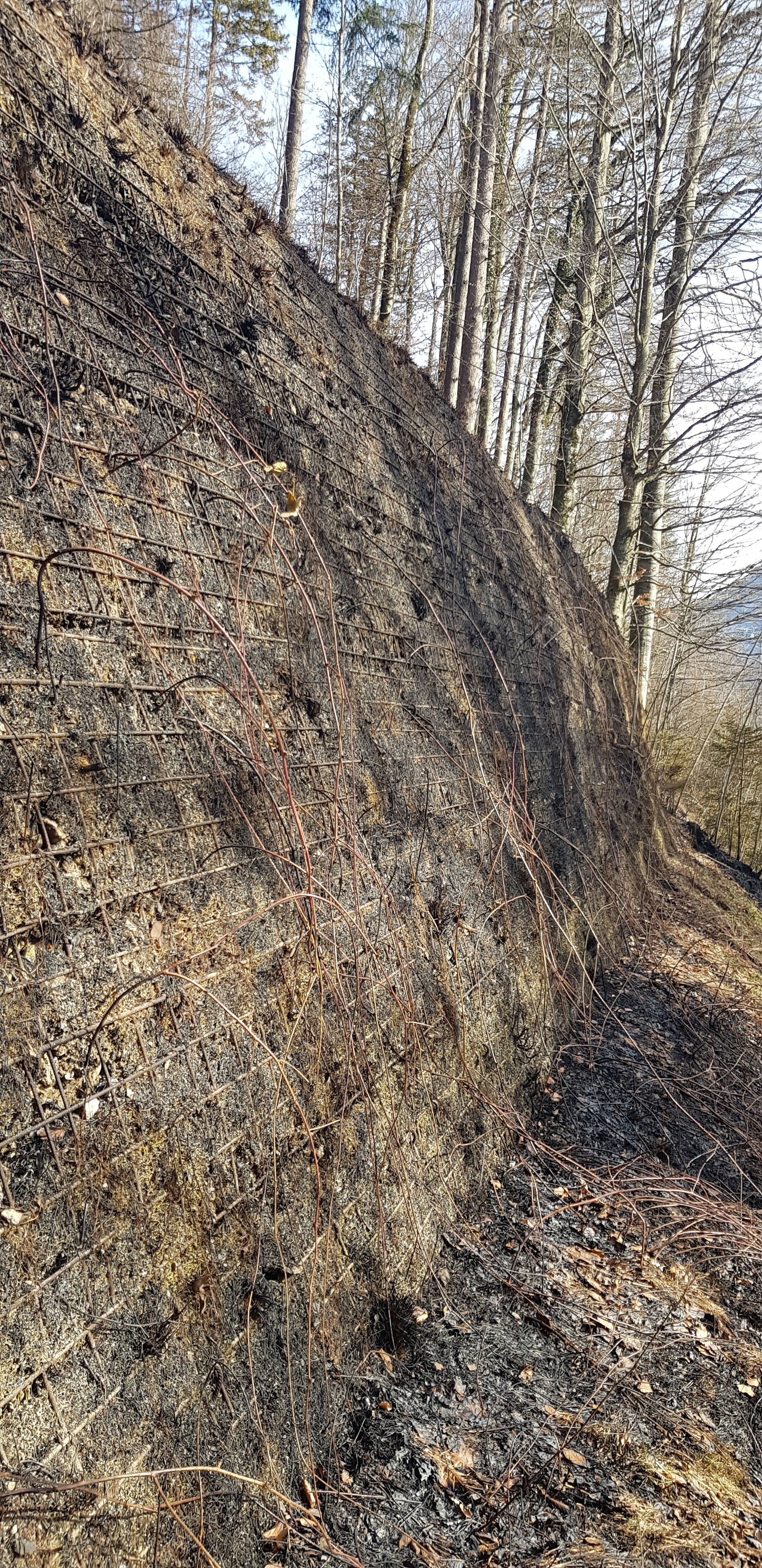 Vom Waldbrand beschädigter bewehrter Erddamm Paradiesli (Meiringen BE) - vor der Sanierung